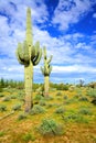 Sonora Desert Arizona