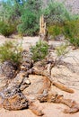 Old Dead Saguaro Cactus Sonora desert Arizona