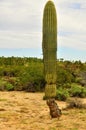 Young Saguaro Cactus Sonora desert Arizon
