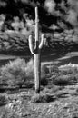 Infrared Saguaro Cactus Sonora desert Arizona