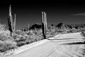 Sonora desert road with saguaro cactus Royalty Free Stock Photo