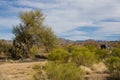 Sonoran desert