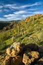 Sonoran Desert in Bloom