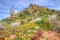 Sonoran Desert Royalty Free Stock Photo