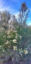 Sonoran Desert Broom Wild White Blooming Flowers Blossoms  Plant Foliage Sky Scene  Nature Royalty Free Stock Photo