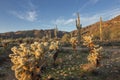 Sonoran Desert Hiking Trails Royalty Free Stock Photo