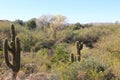 Sonoran desert landscape with a flowering Saguaro, Mesquite trees and scrub brush in Superior, Arizona Royalty Free Stock Photo
