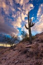 Sonoran desert landscape with Saguaro Cactus at sunset Royalty Free Stock Photo