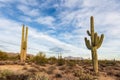 Sonoran Desert landscape with Saguaro Cactus and mountains Royalty Free Stock Photo