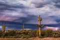 Sonoran desert landscape with Saguaro cactus and stormy sky Royalty Free Stock Photo