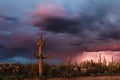 Sonoran Desert landscape with Saguaro cactus and a thunderstorm Royalty Free Stock Photo