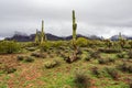 Desert landscape with mountains and Saguargo cactus Royalty Free Stock Photo