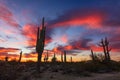 Sonoran Desert landscape at sunset Royalty Free Stock Photo