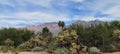 Sonoran Desert Lush Green Cactus Trees Bushes Vegatation LandScape Skyscape Mountain Scene Nature Photography