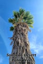 Sonoran Desert  Palm Tree Blue Sky Nature Scape Photography Royalty Free Stock Photo