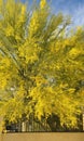 Sonoran Desert  Palo Verde Tree Yellow  Blooming Flower Blossoms  plant Foliage  Nature Royalty Free Stock Photo