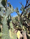 Sonoran Desert  Prickly Pear Cactus  Grove Plant Foliage Nature Scene  Sky Scene  Photograph Royalty Free Stock Photo