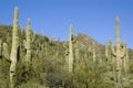 Sonoran Desert Saguaro Cactus Royalty Free Stock Photo