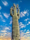 Sonoran Desert Saguaro cactus of Arizona vertical Royalty Free Stock Photo