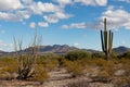 Sonoran Desert Saguaro Cacus - Arizona