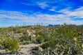 The Sonoran desert in Saguaro National Park near Tucson, Arizona Royalty Free Stock Photo