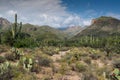 Sonoran desert scene. Royalty Free Stock Photo