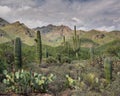 Sonoran desert scene. Royalty Free Stock Photo