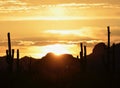 Sonoran Desert Sensational Sunset, Saguaro Sentinels in Scene Royalty Free Stock Photo