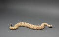 A Sonoran Desert Sidewinder Rattlesnake Crotalus cerastes cercobombus 