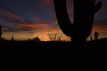 Sonoran Desert Sunset with Saguaro, Ocotillo and Cholla Cactus Royalty Free Stock Photo