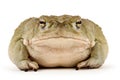 Sonoran Desert Toad Royalty Free Stock Photo