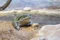 Sonoran Desert Toad Royalty Free Stock Photo