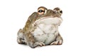 Sonoran Desert Toad Royalty Free Stock Photo