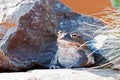 Sonoran Desert Toad On Rock Royalty Free Stock Photo