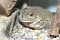 Sonoran desert toad Royalty Free Stock Photo