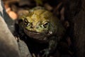 A Sonoran Desert Toad Royalty Free Stock Photo