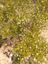 Sonoran Desert Wild CREOSOTE  Chaparral Bush Plant white Fuzzy Balls Pre Bloom Time Nature  Plant Foliage Royalty Free Stock Photo