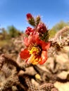 Sonoran Desert  wild Jumping Cholla Cactus  Red Flower Blossoms  Nature Sky Scene Royalty Free Stock Photo