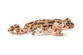 Sonoran Green Toad Walking Royalty Free Stock Photo