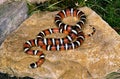 SONORAN MOUNTAIN KINGSNAKE lampropeltis pyromelana, ADULT STANDING ON ROCK