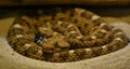 Sonoran Sidewinder (Crotalus cerastes cercobombus)