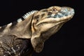 Sonoran Spiny- tailed Iguana Ctenosaura macrolopha
