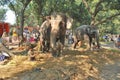 Sonpur animal fair bihar india