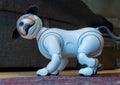 Sony Aibo dog on carpet at home and smiling at owner