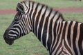 Zebra with Black and White Stripes Royalty Free Stock Photo