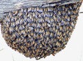 Bees on Hive Attached to Wood