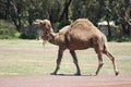Humped Back Camel Walking Royalty Free Stock Photo