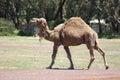 Humped Back Camel Walking