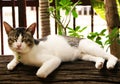 White cat is sleeping on the old log near fence under tree on the afternoon Royalty Free Stock Photo