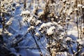 beautiful snow on a snow bush Royalty Free Stock Photo